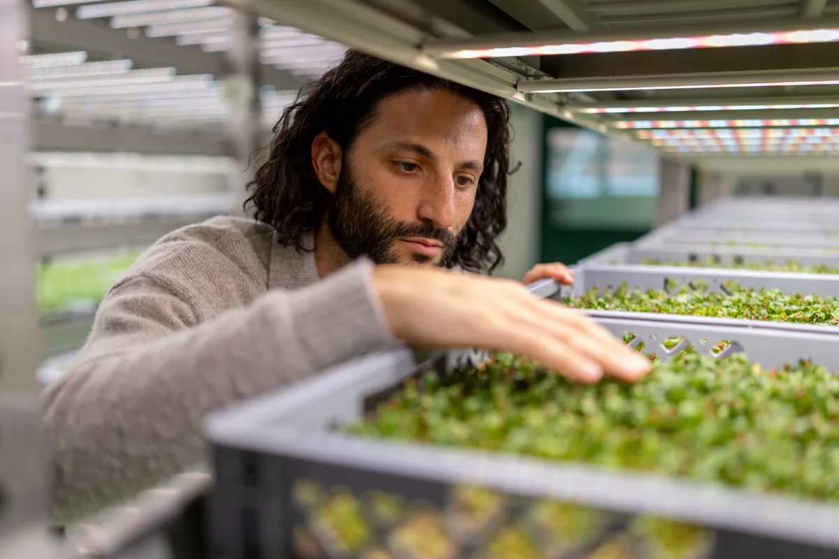 Ein Mann streicht mit seiner Hand über die Microgreens in einem Regal.